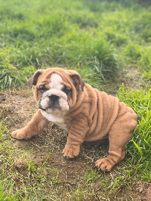 Les chiots de Bulldog Anglais