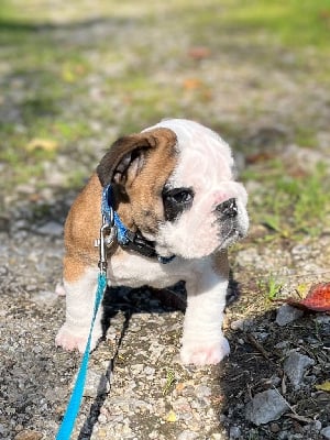 Les chiots de Bulldog Anglais