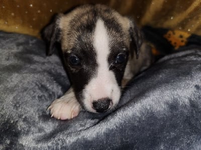 Les chiots de Whippet