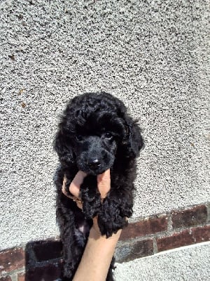 Les chiots de Caniche