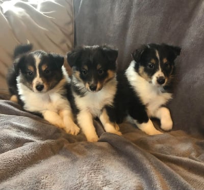 Les chiots de Shetland Sheepdog