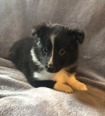 Les chiots de Shetland Sheepdog