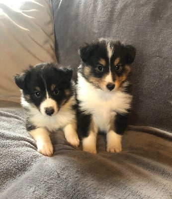 Les chiots de Shetland Sheepdog