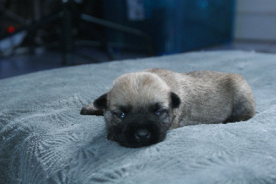 Femelle 1 - collier rouge - Cairn Terrier