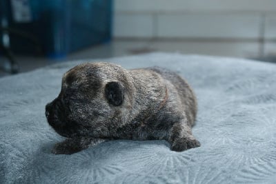 Les chiots de Cairn Terrier