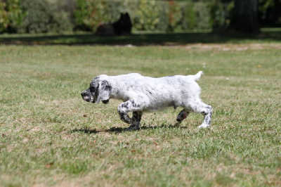 Les chiots de Setter Anglais