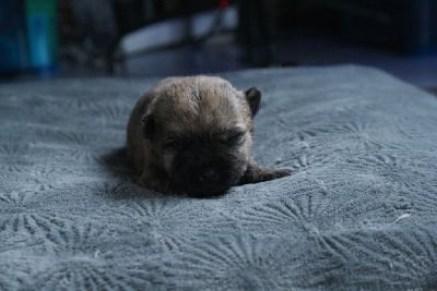 Mâle 3 - collier orange - Cairn Terrier