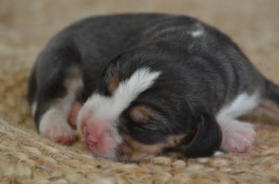 Les chiots de Beagle