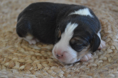 Les chiots de Beagle