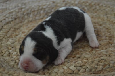 Les chiots de Beagle