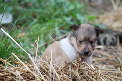 Les chiots de Colley à poil long