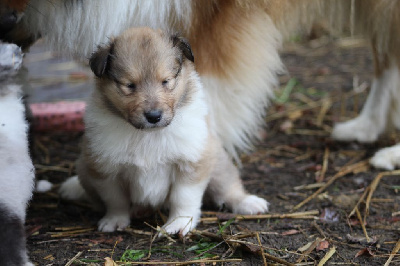 Les chiots de Colley à poil long