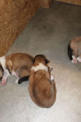 Les chiots de Colley à poil long