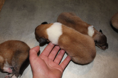 Les chiots de Colley à poil long