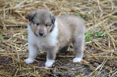 Les chiots de Colley à poil long