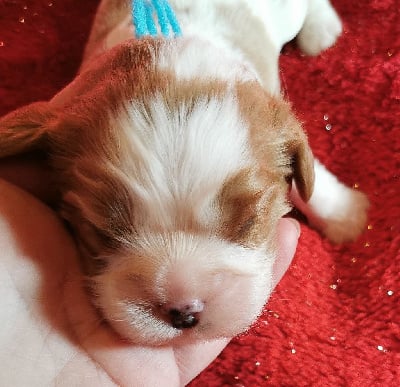 Les chiots de Cavalier King Charles Spaniel