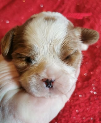 Les chiots de Cavalier King Charles Spaniel