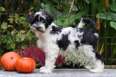 Les chiots de Terrier Tibetain