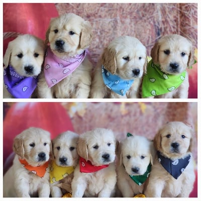 Les chiots de Golden Retriever