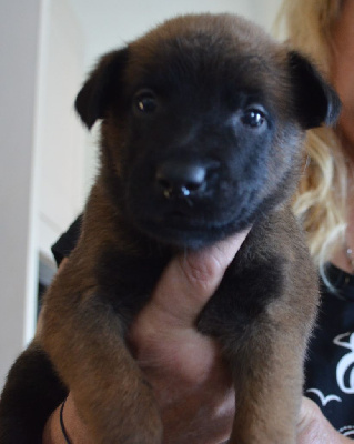 Les chiots de Berger Belge