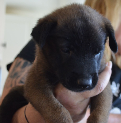 Les chiots de Berger Belge