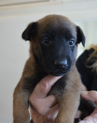 Les chiots de Berger Belge