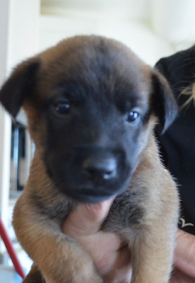 Les chiots de Berger Belge