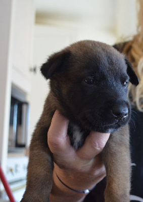 Les chiots de Berger Belge