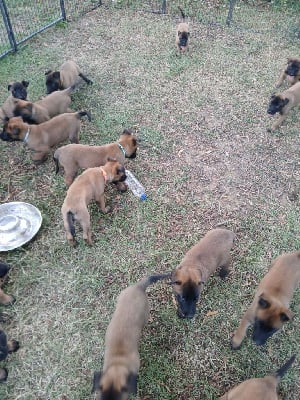 Les chiots de Berger Belge