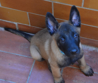 Les chiots de Berger Belge