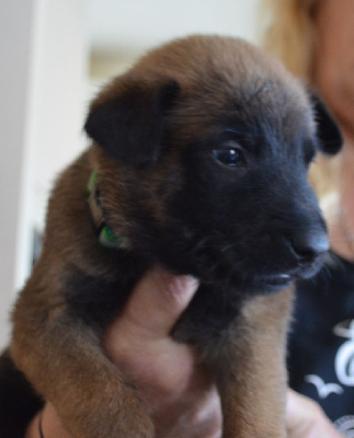 Les chiots de Berger Belge