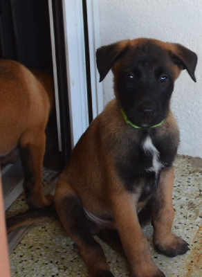 Les chiots de Berger Belge