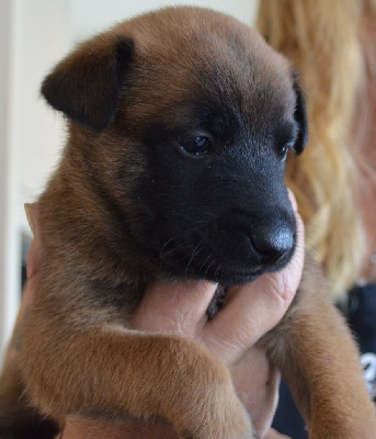 Les chiots de Berger Belge