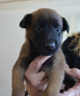 Les chiots de Berger Belge