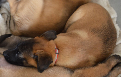 Les chiots de Berger Belge