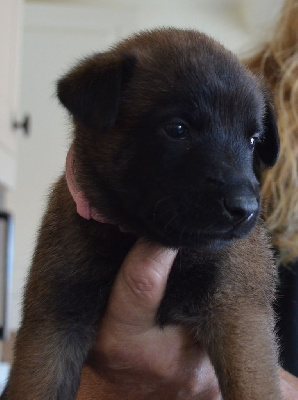 Les chiots de Berger Belge