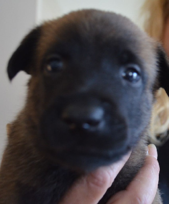 Les chiots de Berger Belge