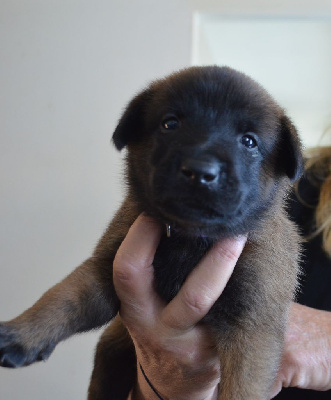 Les chiots de Berger Belge