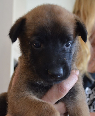 Les chiots de Berger Belge