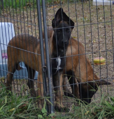 Les chiots de Berger Belge