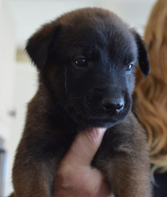 Les chiots de Berger Belge