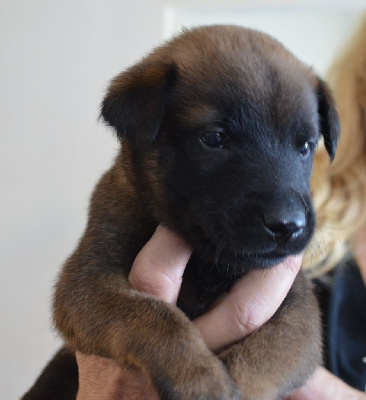 Les chiots de Berger Belge