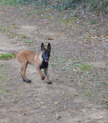 Les chiots de Berger Belge