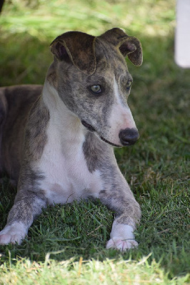 Les chiots de Whippet