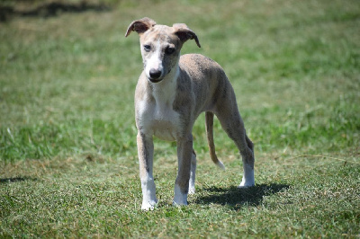 Les chiots de Whippet