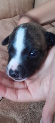 Les chiots de Whippet