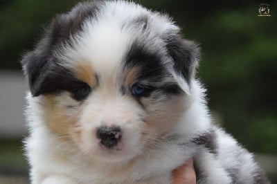 Les chiots de Berger Australien