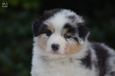 Les chiots de Berger Australien