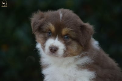 Les chiots de Berger Australien