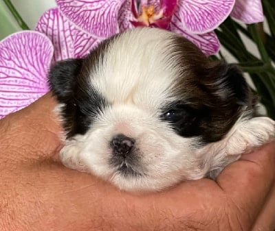 Les chiots de Shih Tzu